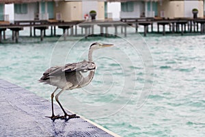 Grey Heron stands at poolside near the sea with house in the background at tropical island Maldives