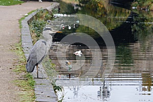 Grey Heron stands by the Royal Canal in Dublin Ireland, canal is polluted