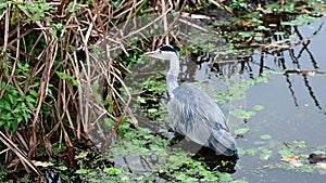 Grey heron stares into the reeds for his next meal