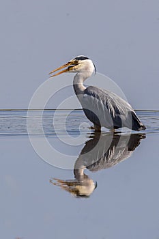 Grey Heron still water fishing
