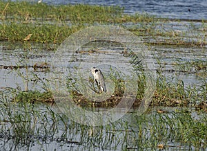 Grey heron stood in grass reeds by river bank