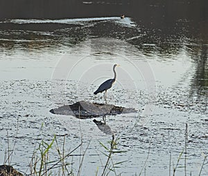 Grey heron stood on reeds in water of river marshland