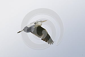 A grey heron with striking wings, flying through the sky