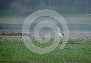 Grey Heron in sultanpur bird sanctuary