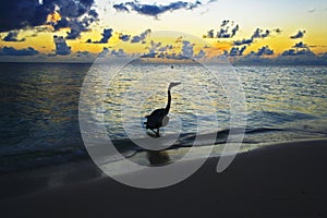 Grey heron in sunrise