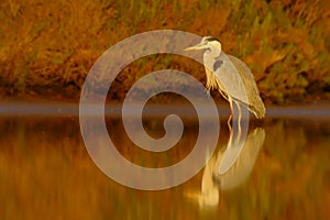 Grey Heron - Ardea Cinerea - Garca cinzenta - bird photo