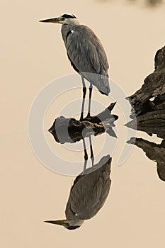 Grey heron in sunshine photo
