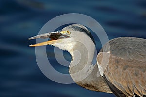 Grey heron swallowing a fish