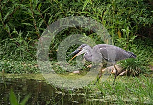 Grey Heron swallowing fish
