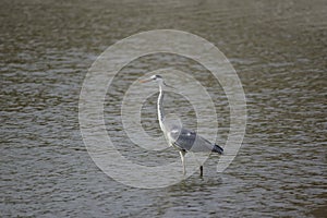 Grey heron (Taiwan migratory birds ).