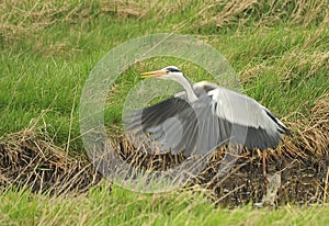 Grey Heron take off (Ardea cinera)