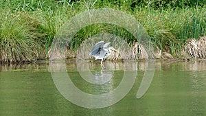 A grey heron takes off