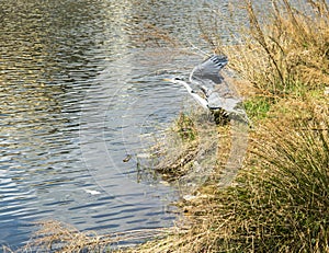 Grey heron taking flight