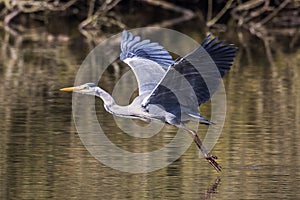 Grey Heron photo