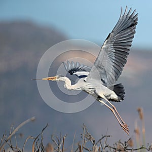 Grey Heron taking off