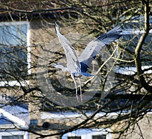 Grey heron taking off