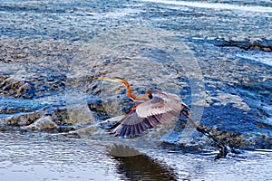 A Grey Heron Taking Off