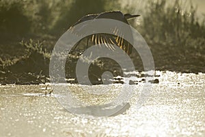 A grey heron taking off from a lake in Berlin Germany with backlighting.