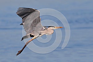 Grey Heron taking off over water