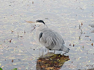 Grey heron is taking rest after feeding.