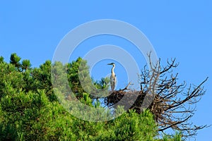 Grey heron in Teich Bird Reserve, France
