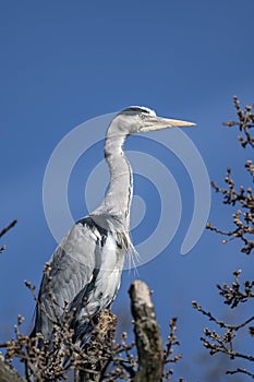Grey heron on top of tree