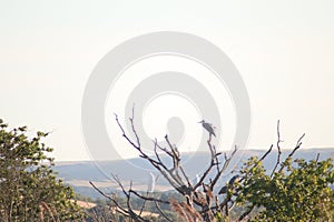 A grey heron in a tree