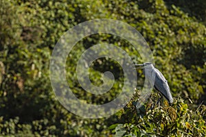 Grey heron in tree