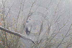 Grey heron in a tree with ice and fog