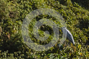 Grey heron in tree photo