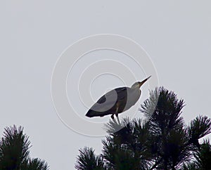 Grey heron in the tree top