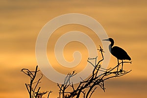 Grey Heron