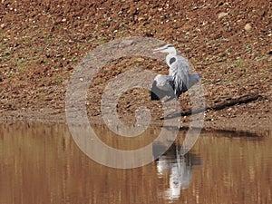 Grey heron trying to stay cool on the bank of a waterhole in tadoba