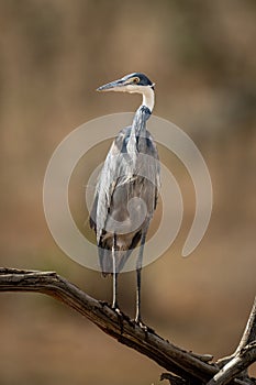 Grey heron turns head on dead branch