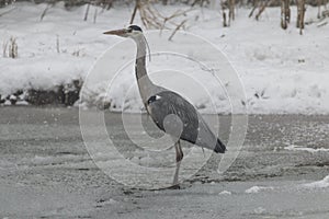 Grey heron under the snow