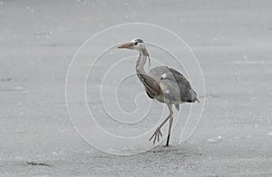 Grey heron under the snow