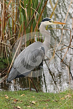 Grey heron upright at water\'s edge