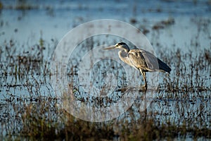 Grey heron wades through shallows in profile