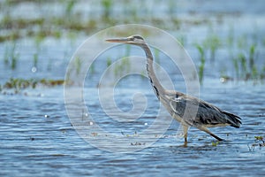 Grey heron wades through shallows stretching neck