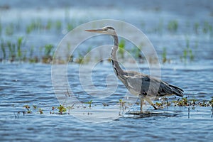 Grey heron wades through shallows in sunshine