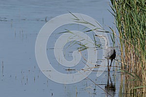 Grey Heron wading at the edge of the reeds