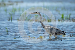 Grey heron wading through shallows in sunshine