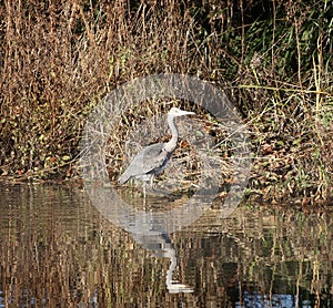 Grey heron wading through water