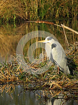 Grey Heron waits patiently at the rivers edge.