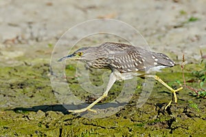 Grey heron watching