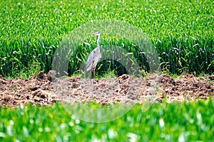 Grey heron water birds, Ardea cinerea in a field hunting mice