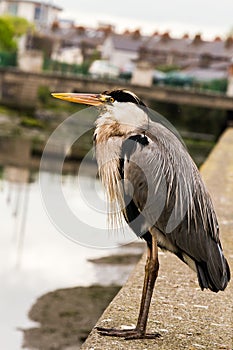 Grey Heron