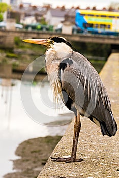 Grey Heron