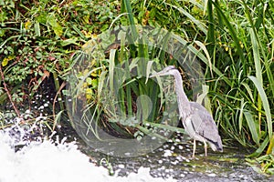 Grey Heron in the water