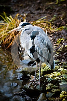 Grey heron at the waterside photo